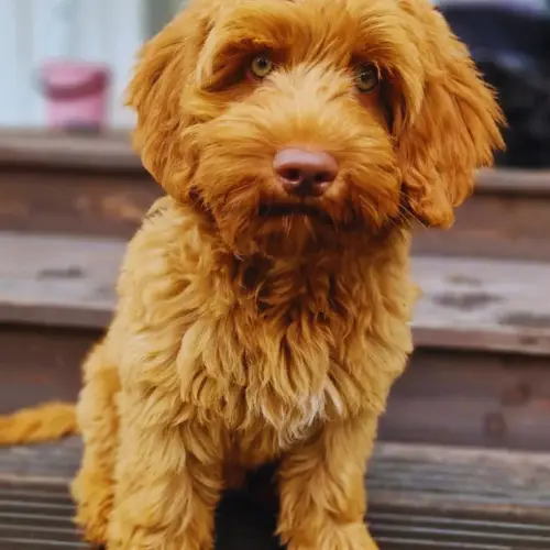Gösta the Australian Labradoodle