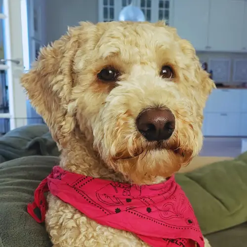 Sven the Doodle