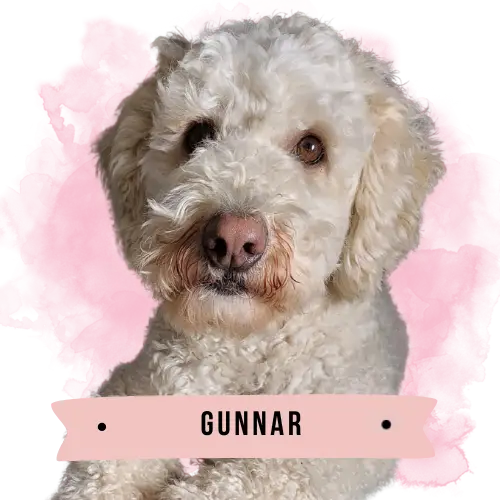 Gunnar the Australian Labradoodle