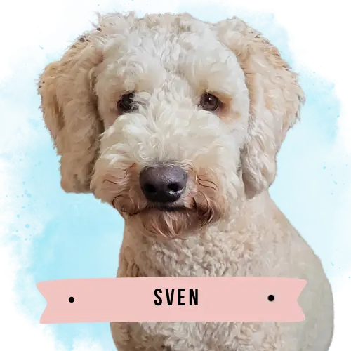 Sven the Australian Labradoodle