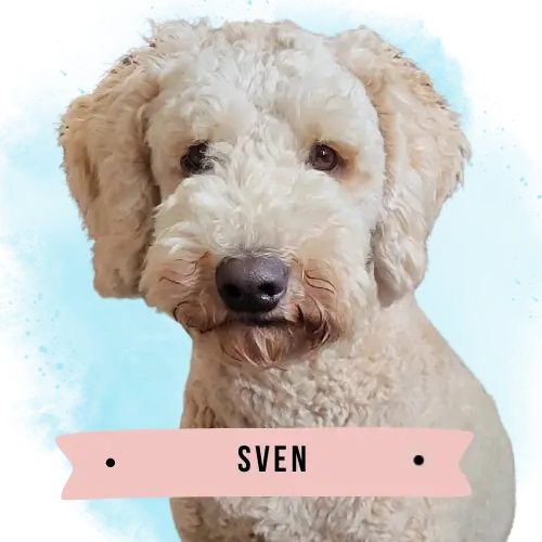 Sven the Doodle