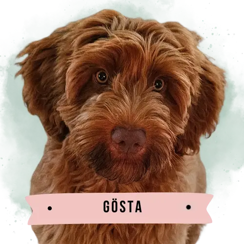 Gösta the Australian Labradoodle
