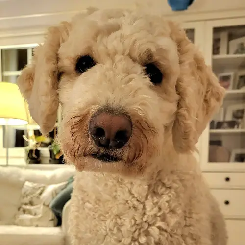 Gunnar the Australian Labradoodle