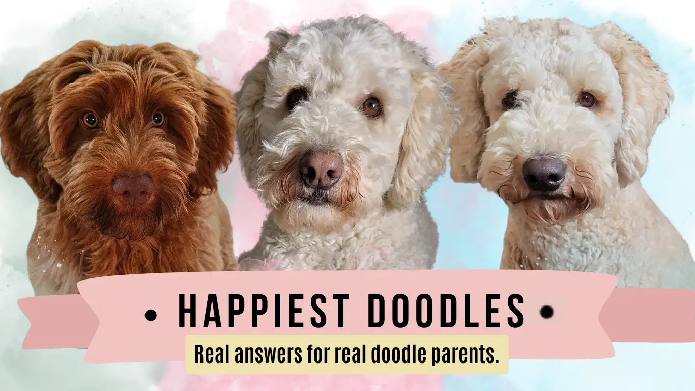 HappiestDoodles brand banner