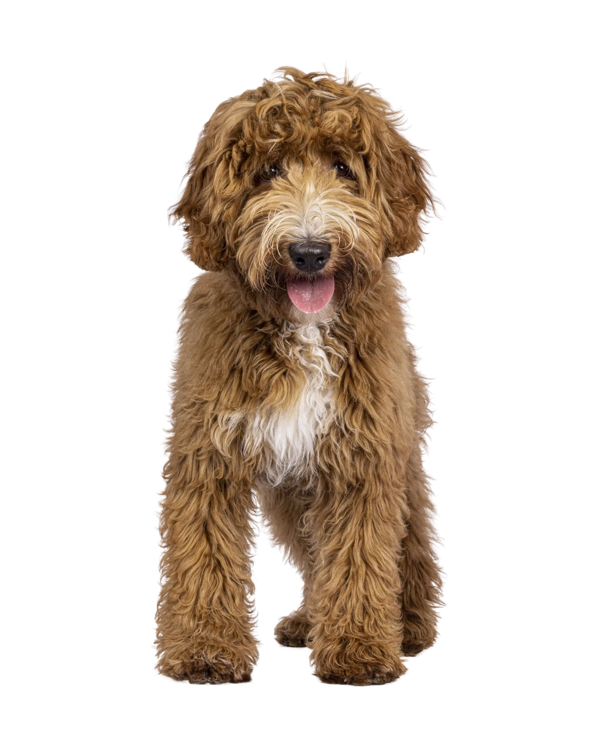 Why HappiestDoodles Exists — And Why You Should Trust It