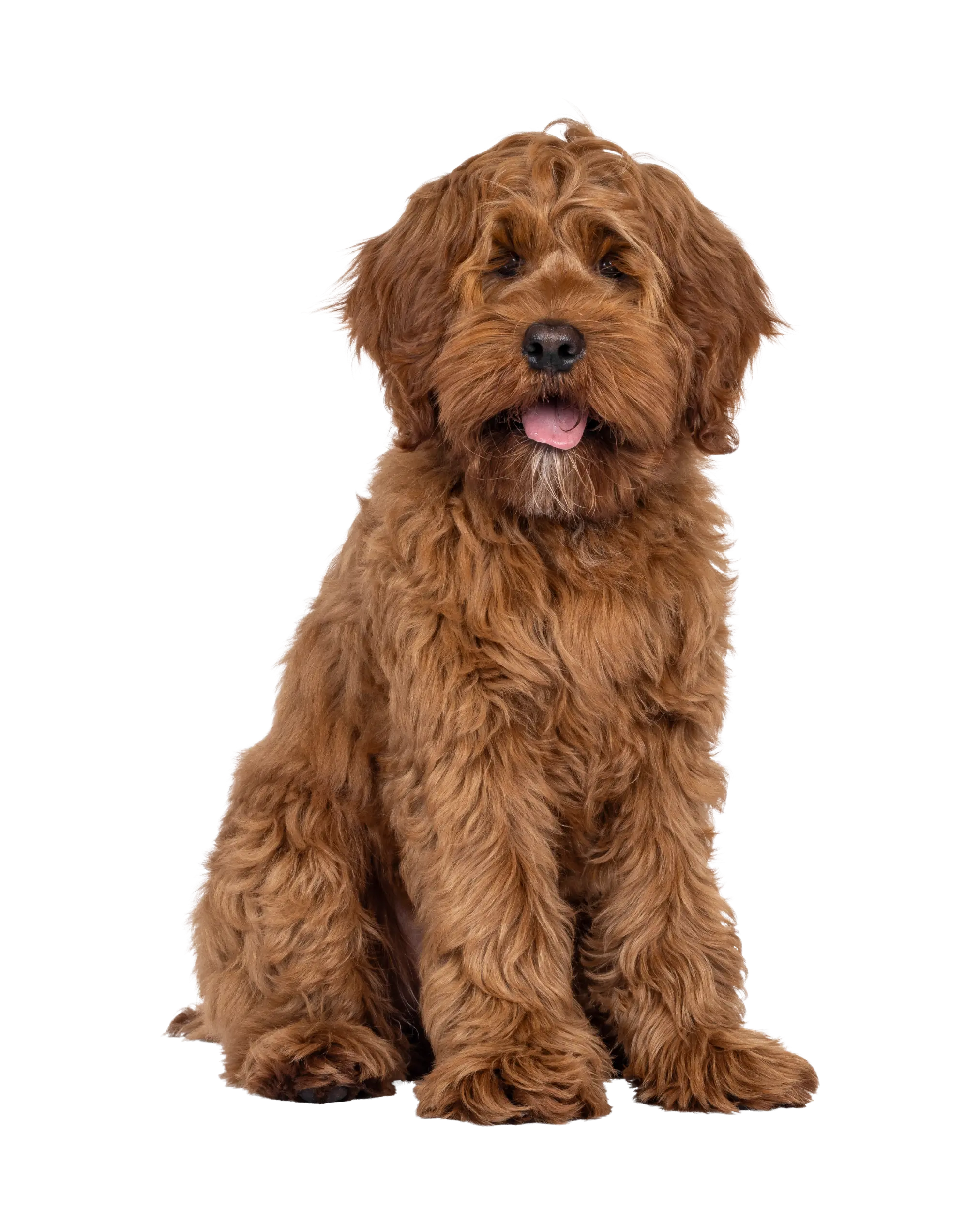 Doodle Itchy Skin & Paws: The Gut Connection Nobody Talks About