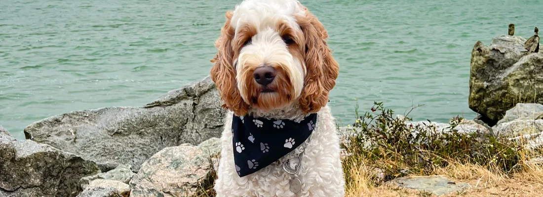 Cockapoo wearing a bandana sitting on rocks at the seaside, calm and ready for travel