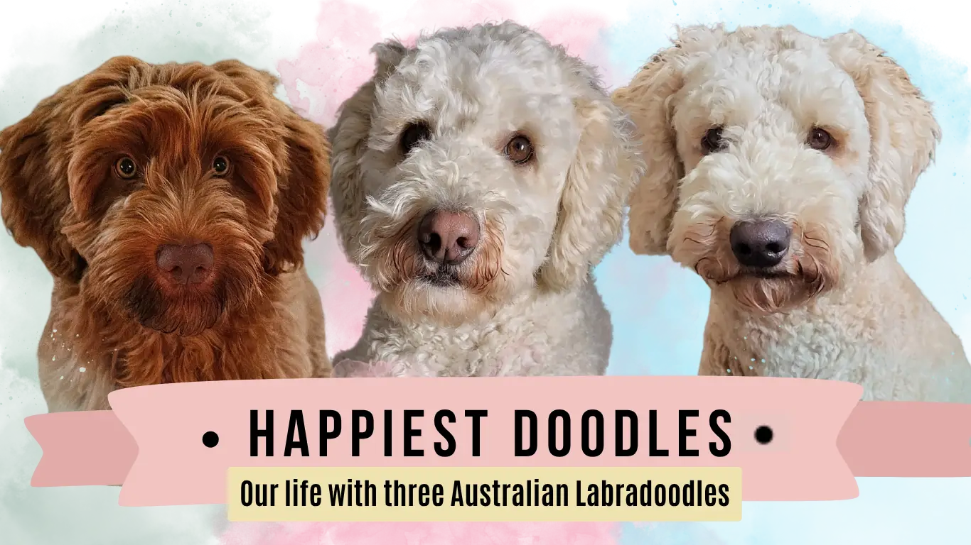 Our life with three australian labradoodles, 3 dogs