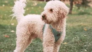 Australian labradoodle outside, walking